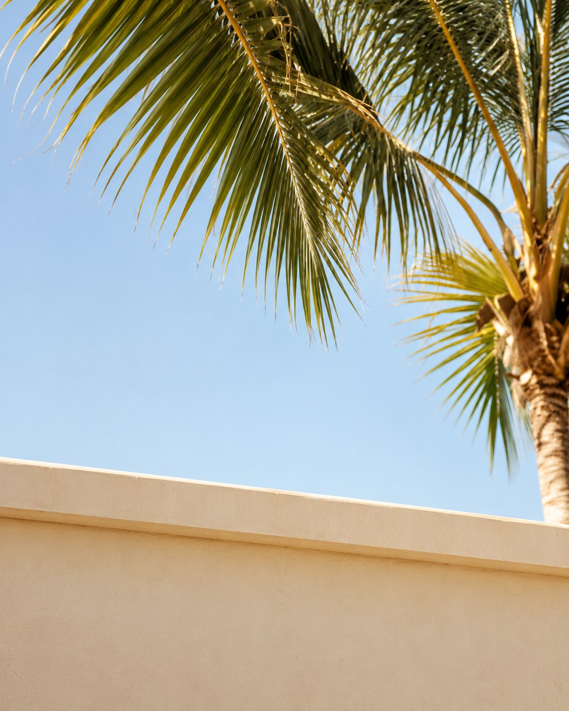 Palm tree against a blue sky over a sunlit wall